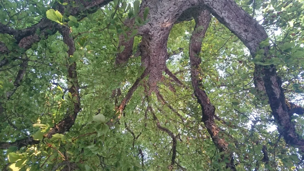 Spüren + Fühlen - Gesundheitskonzepte -Baum