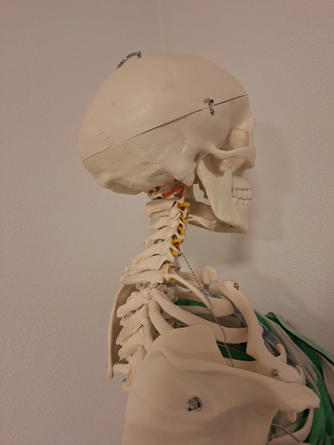 Spüren + Fühlen - Gesundheitskonzepte - Skelett
