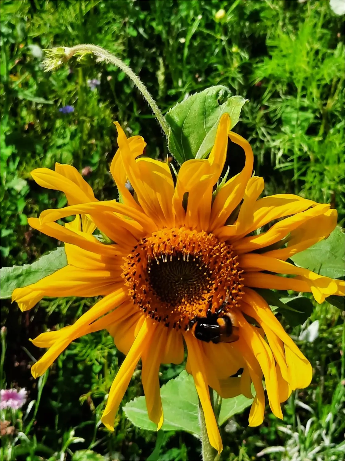 Spüren + Fühlen - Gesundheitskonzepte - Sonnenblume